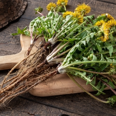 Dandelion root herb