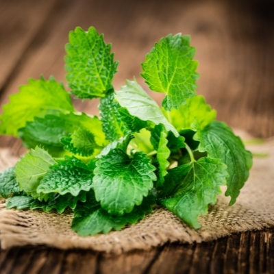 Lemon Balm