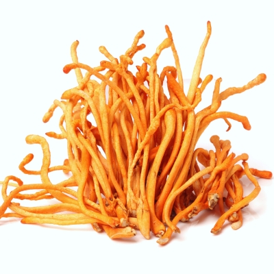 Cordyceps mushroom