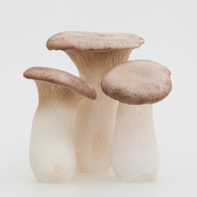 King's Trumpet mushroom